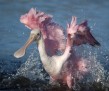 thumb_1200_1200_1st_place_Tara_Tanaka_Digiscoping_Roseate_Spoonbill[26]